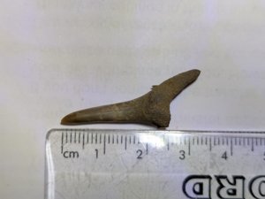 Anterior tooth. Measurement 3.3cm