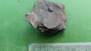 Rock with bivalve shells - Measurement ~2 cm & ~0.4 cm