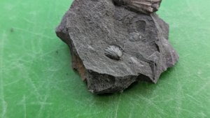 Bivalve
