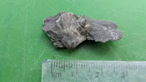 Bivalve - Measurement ~1.5cm
