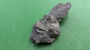 Bivalve