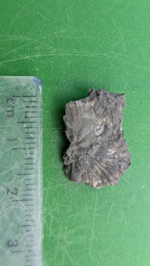 Bivalve - Measurement ~1 cm