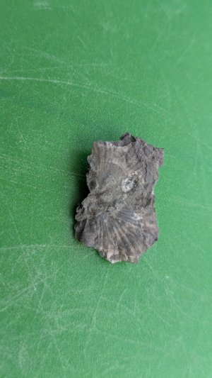 Bivalve - Possibly both valves