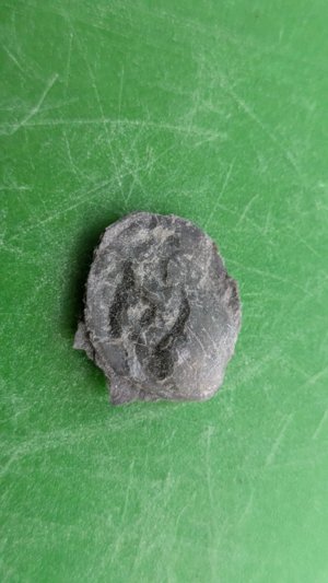 Bivalve