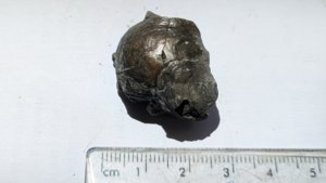 Bivalves - Measurement ~2-3 cm and ~1 cm