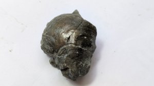 Bivalves