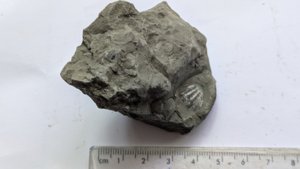 Fossil shell - Measurement ~1 cm