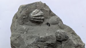 Fossil shell