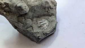 Fossil shell