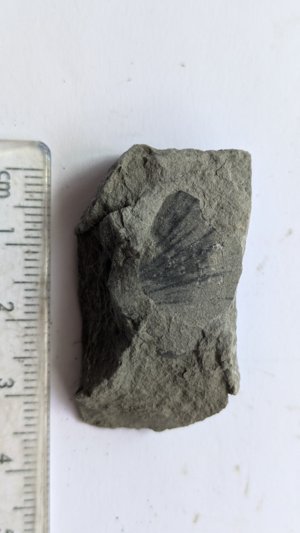 Bivalve - Measurement ~3 cm