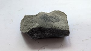 Bivalve