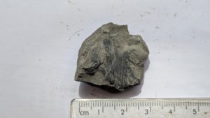 Bivalve - Measurement ~3 cm