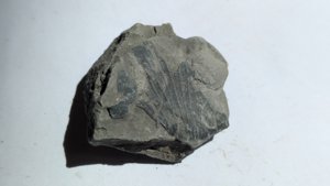Bivalve