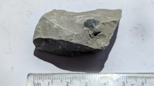 Bivalve - Measurement ~1 cm