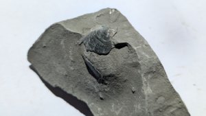 Bivalve