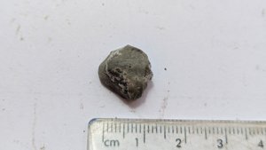 Fossil shell - Measurement ~1.5 cm