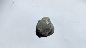Fossil shell