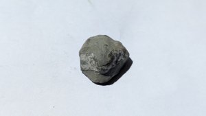 Fossil shell