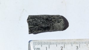 Elongated fossil (unidentified) - Measurement ~2.5 cm