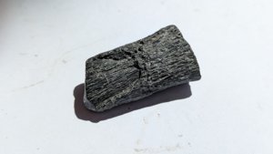 Elongated fossil (unidentified)