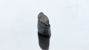 Elongated fossil (unidentified)