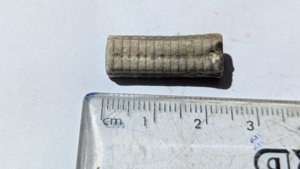 Crinoid stem - Measurement ~2.5 cm