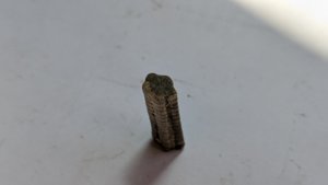 Crinoid stem - Star-shaped cross-section