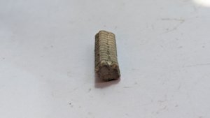 Crinoid stem