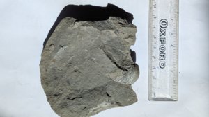 Gryphaea - Measurement ~3 cm