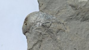 Gryphaea