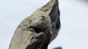Gryphaea