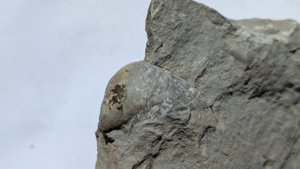 Gryphaea
