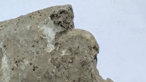 Gryphaea