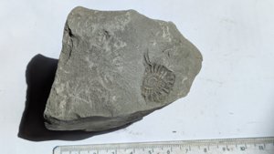Ammonite - Measurement ~2-3 cm