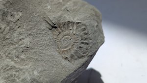 Ammonite