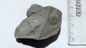 Ammonite - Measurement ~1 cm