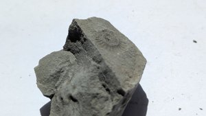 Ammonite