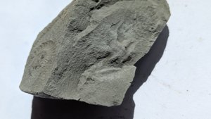 Unidentified fossil