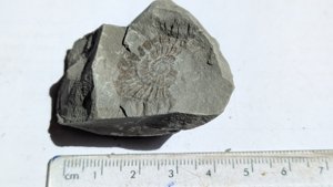 Ammonite - Measurement ~2.5 cm