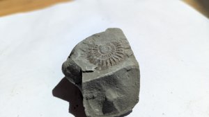 Ammonite