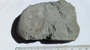 Ammonite - Measurement ~4 cm