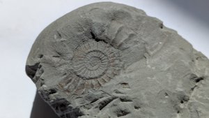 Ammonite