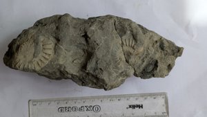 Ammonites - Measurement ~4 cm and ~3 cm (the right one broken in half)