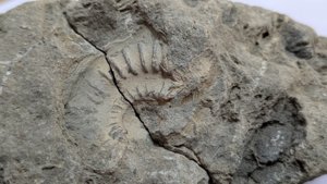 Ammonite