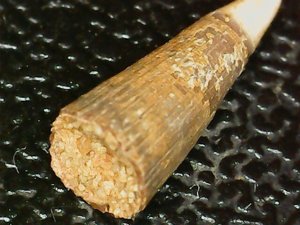 The hollow bottom of the tooth is visible