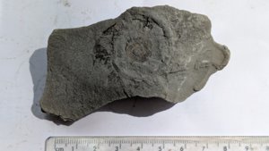 Ammonite - Measurement ~4 cm