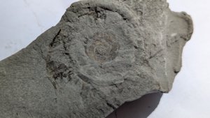 Ammonite
