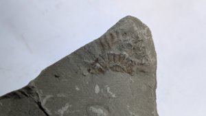 Ammonite