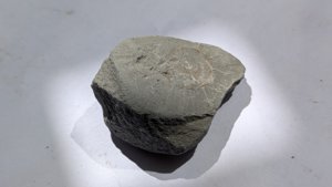Ammonite