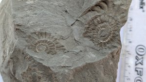 Ammonite